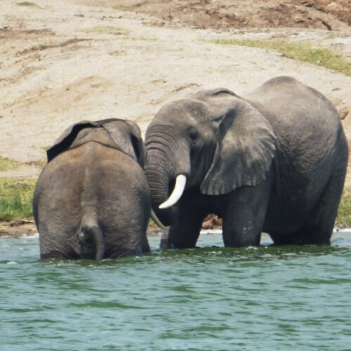 3 Days Murchison Falls National Park Tour