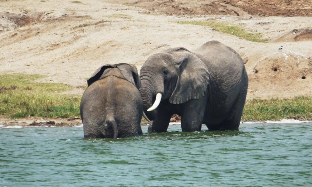 3 Days Murchison Falls National Park Tour