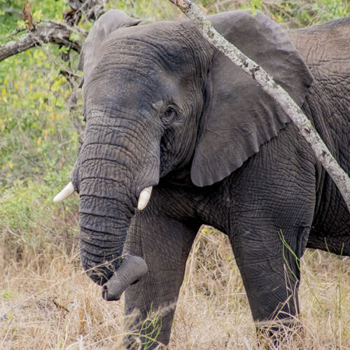 8 Days Best of Rwanda Wildlife Safari Tour