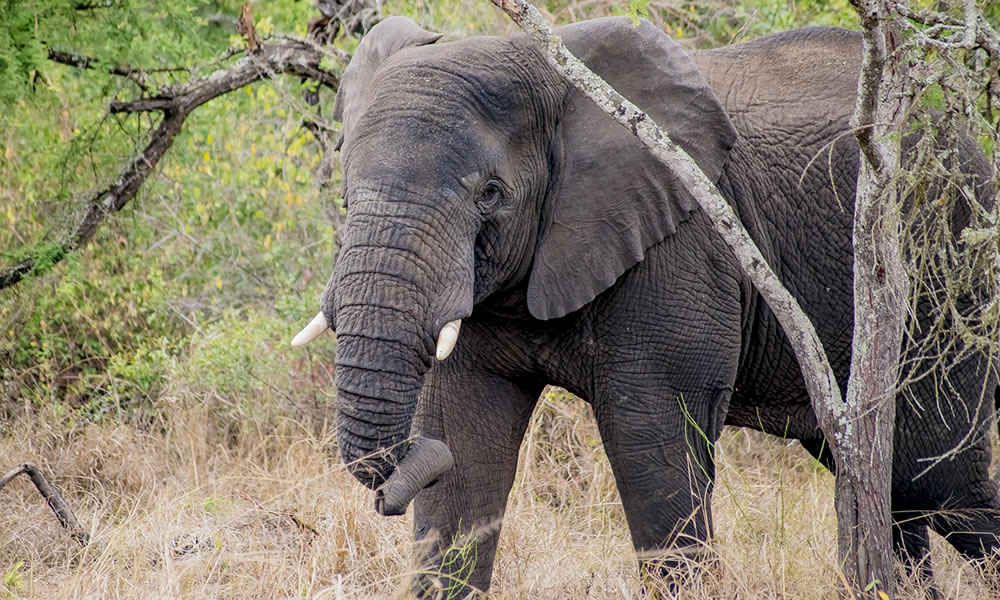 8 Days Best of Rwanda Wildlife Safari Tour