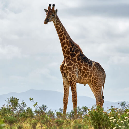 10 Days Wildlife Safari Adventure in Rwanda