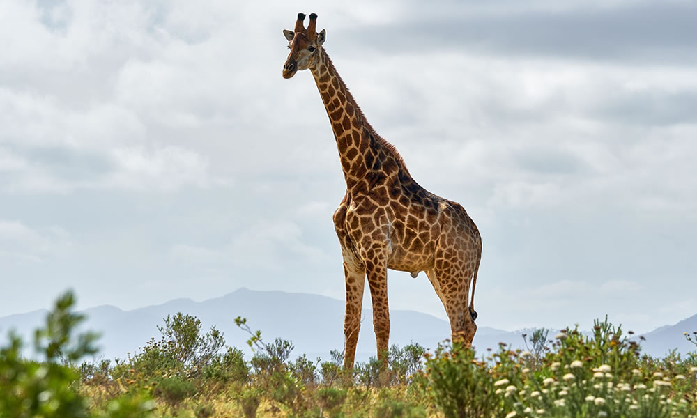 10 Days Wildlife Safari Adventure in Rwanda