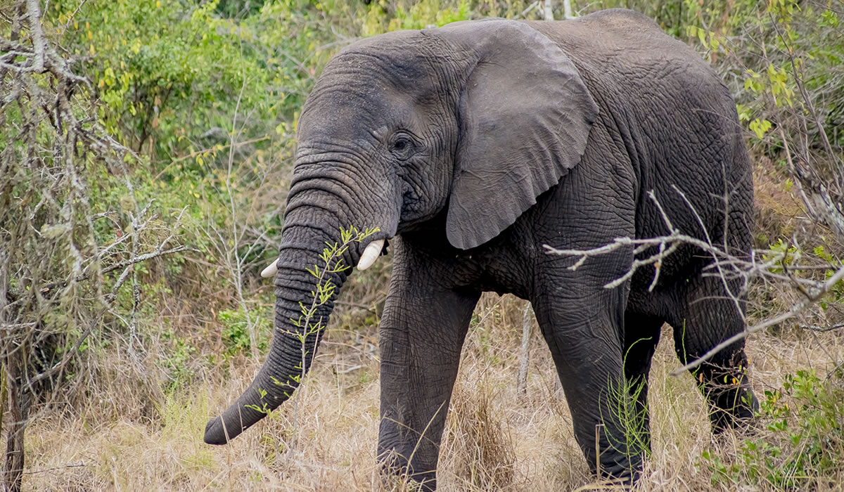 Akagera National Park