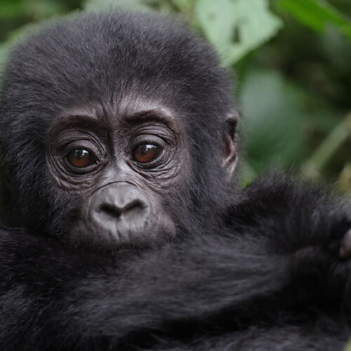 2 Days Uganda Gorilla Safari from Kigali