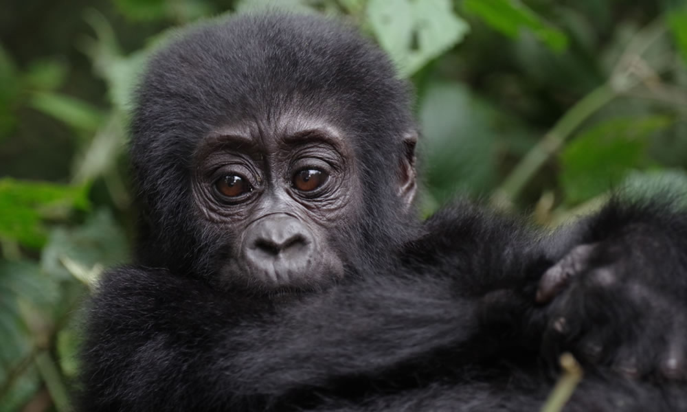 2 Days Uganda Gorilla Safari from Kigali