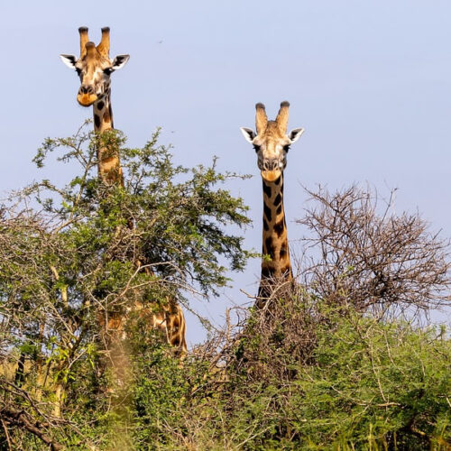 3 Days Uganda Safari to Murchison Falls National Park
