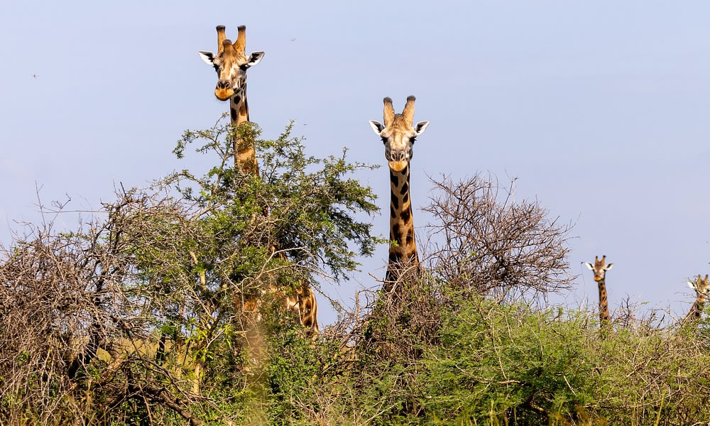 3 Days Uganda Safari to Murchison Falls National Park