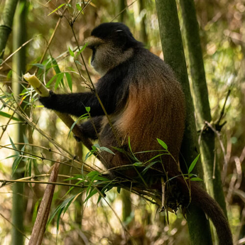 3 Days Uganda Gorilla & Rwanda Golden Monkey Trekking Safari