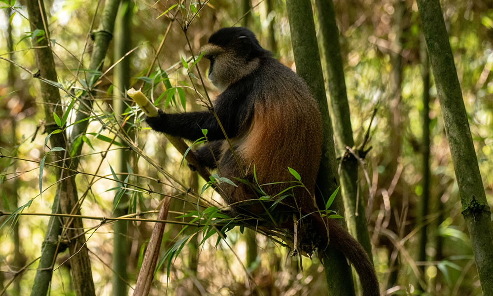 3 Days Uganda Gorilla & Rwanda Golden Monkey Trekking Safari