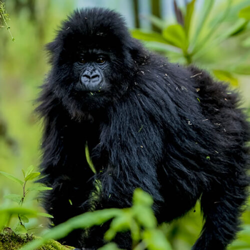 3 Days Rwanda Gorilla Trekking Safari Tour