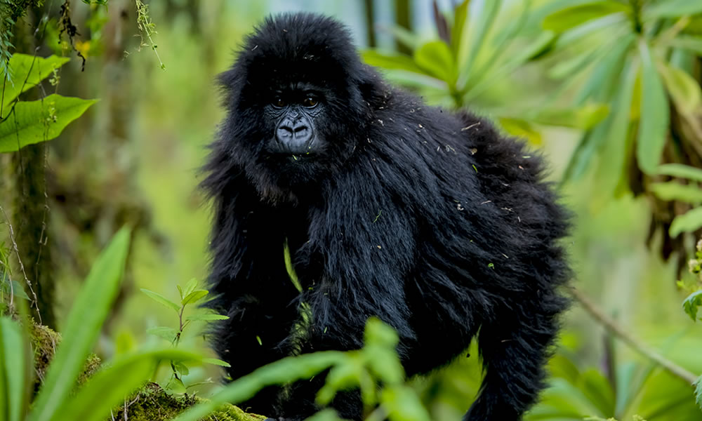 3 Days Rwanda Gorilla Trekking Safari Tour