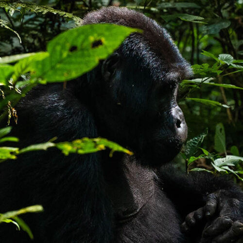 4 Days Uganda Primates and Wildlife Safari