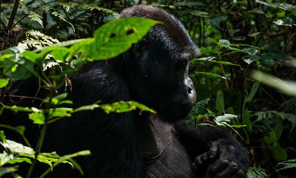 4 Days Uganda Primates and Wildlife Safari
