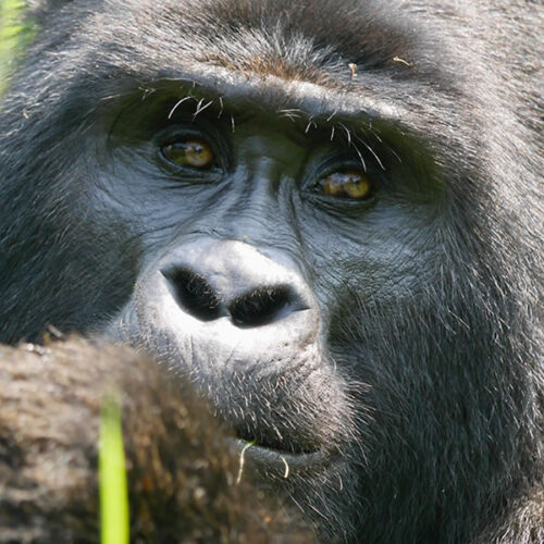 3 Days Bwindi Gorilla Trekking from Kigali