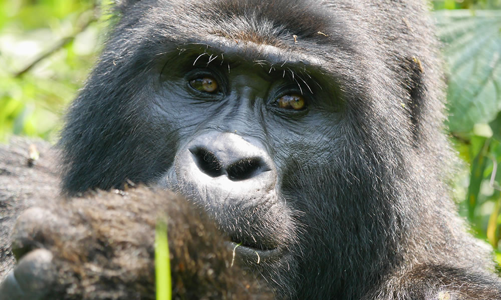 3 Days Bwindi Gorilla Trekking from Kigali
