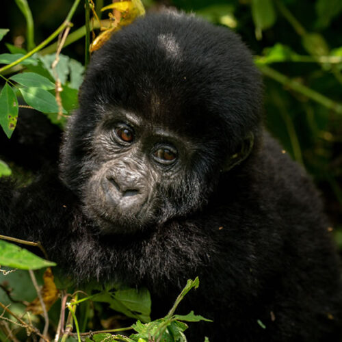 8 Days Best of Uganda & Rwanda Safari