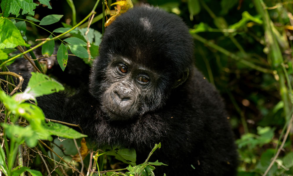 8 Days Best of Uganda & Rwanda Safari
