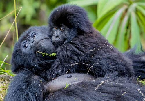 1 Day Express Rwanda Gorilla Trekking Safari