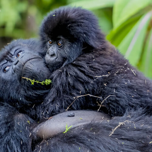1 Day Express Rwanda Gorilla Trekking Safari