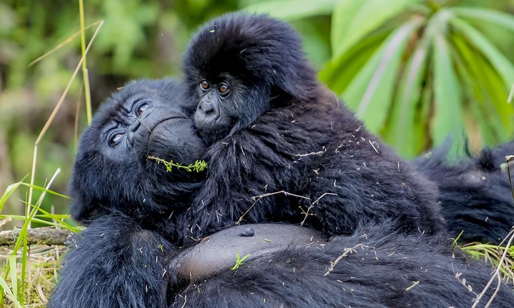 1 Day Express Rwanda Gorilla Trekking Safari