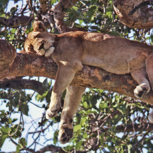 3 Days Queen Elizabeth National Park Safari