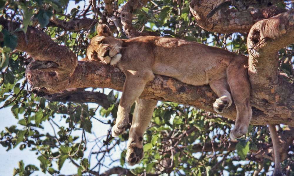 3 Days Queen Elizabeth National Park Safari