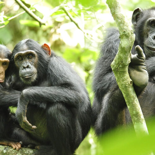 5 Days Rwanda Wildlife and Primates Tour