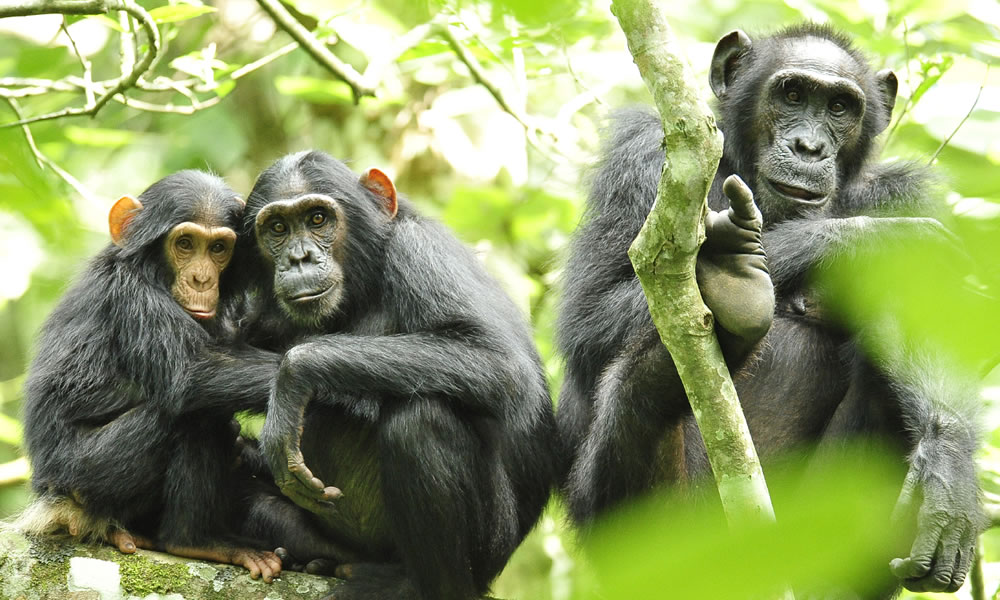 5 Days Rwanda Wildlife and Primates Tour