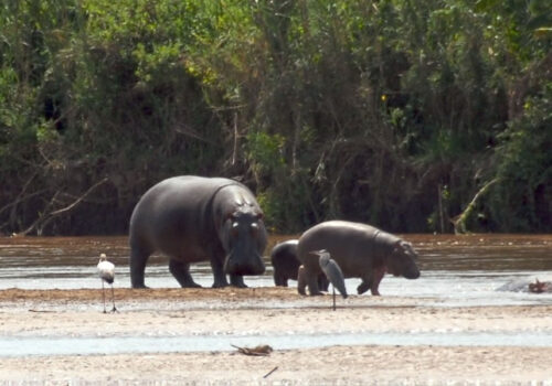 Rusizi National Park Burundi