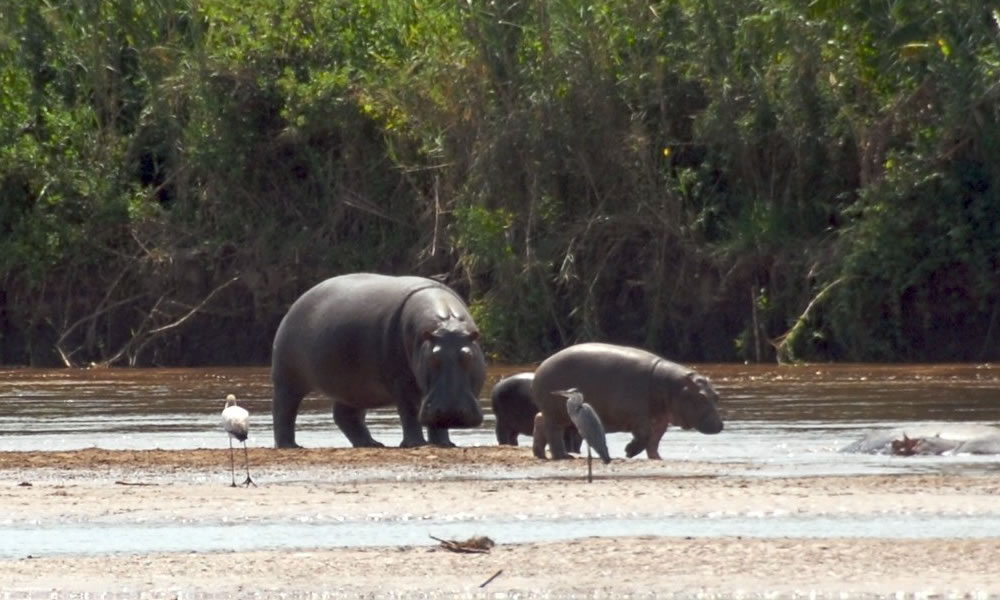 Rusizi National Park Burundi