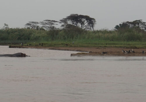 Ruvubu National Park in Burundi