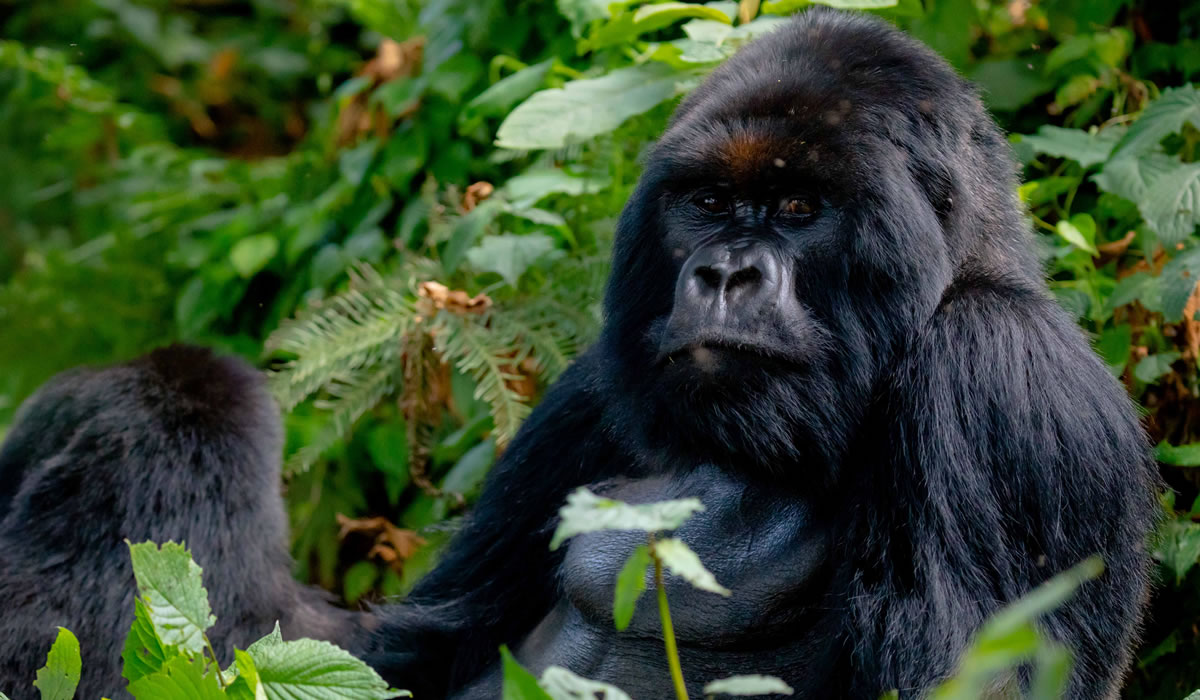 About Rwanda