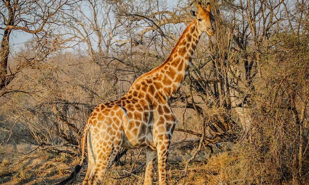33 Days Uganda, Rwanda, Congo & Burundi Safari