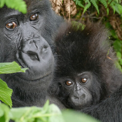 2 Days Rwanda Gorilla Trekking Safari