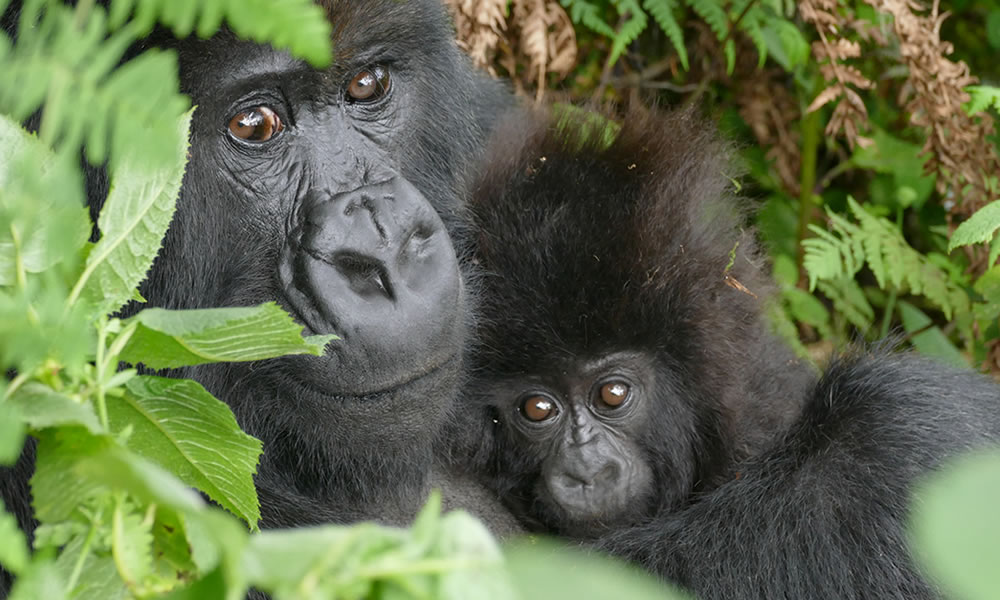2 Days Rwanda Gorilla Trekking Safari
