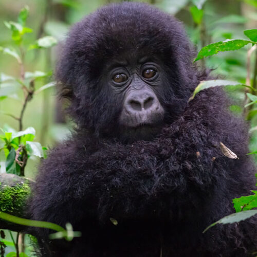 7 Days Rwanda Gorillas, Karisimbi Hike and Nyungwe Forest Tour