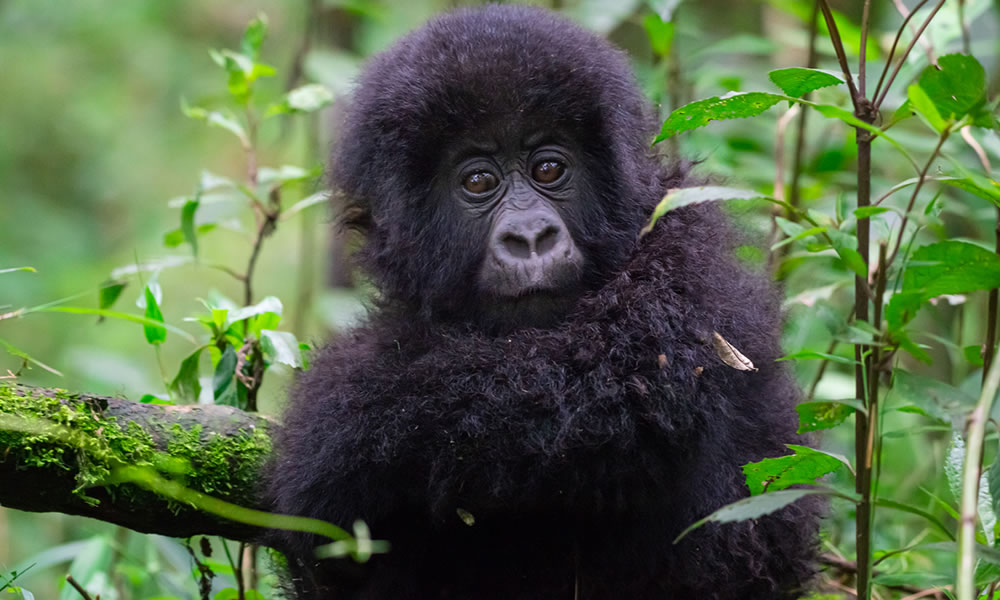 7 Days Rwanda Gorillas, Karisimbi Hike and Nyungwe Forest Tour