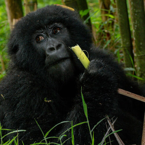 11 Days Uganda and Rwanda Safari