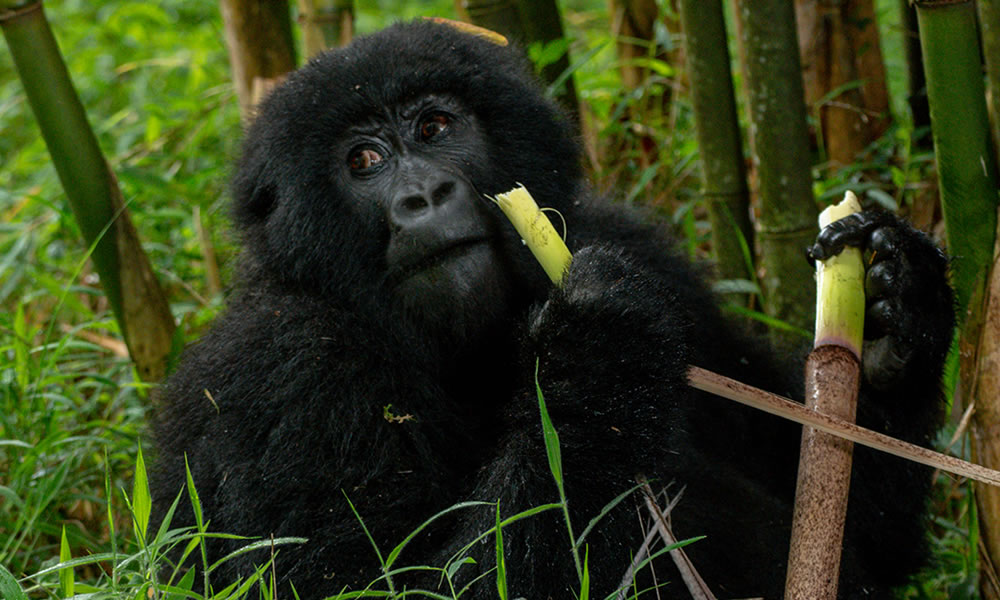 11 Days Uganda and Rwanda Safari