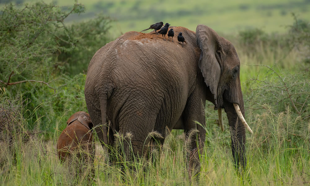 12 Days Uganda & Rwanda Primates & Big 5 Safari